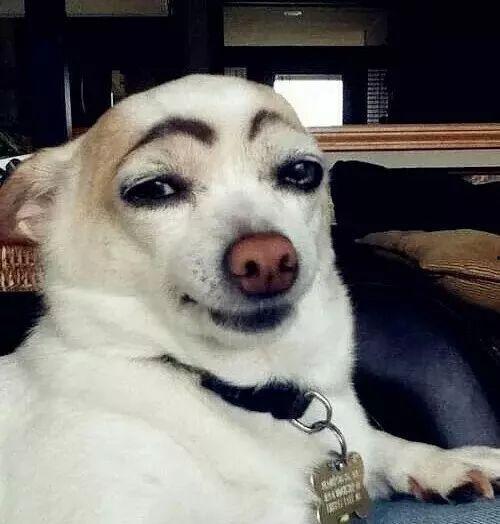 狗狗最新爆料文案搞笑,宠物界的“八卦风云”