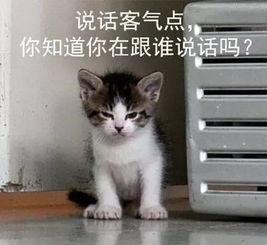 吃瓜娱乐的喵哥是谁呀